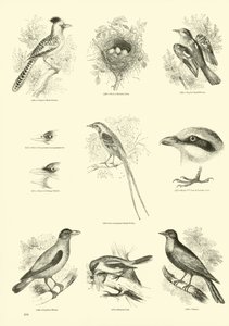 Side fra The Pictorial Museum of Animated Nature af English School