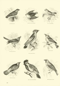 Side fra The Pictorial Museum of Animated Nature