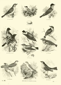 Side fra The Pictorial Museum of Animated Nature af English School