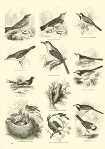 Side fra The Pictorial Museum of Animated Nature af English School