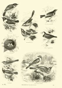Side fra The Pictorial Museum of Animated Nature