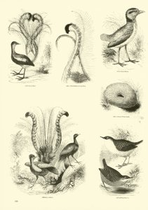 Side fra The Pictorial Museum of Animated Nature af English School