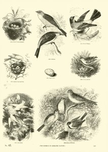 Side fra The Pictorial Museum of Animated Nature af English School