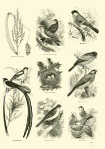 Side fra The Pictorial Museum of Animated Nature af English School