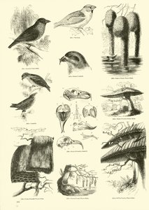 Side fra The Pictorial Museum of Animated Nature af English School