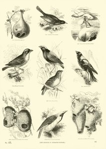 Side fra The Pictorial Museum of Animated Nature af English School