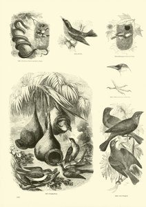 Side fra The Pictorial Museum of Animated Nature af English School