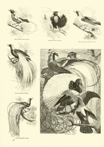 Side fra The Pictorial Museum of Animated Nature