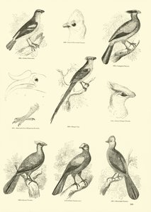 Side fra The Pictorial Museum of Animated Nature af English School