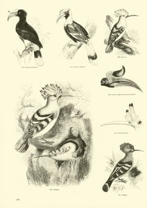 Side fra The Pictorial Museum of Animated Nature af English School