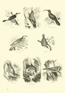 Side fra The Pictorial Museum of Animated Nature af English School