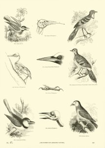Side fra The Pictorial Museum of Animated Nature