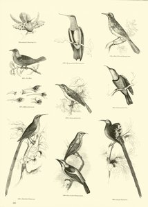 Side fra The Pictorial Museum of Animated Nature af English School