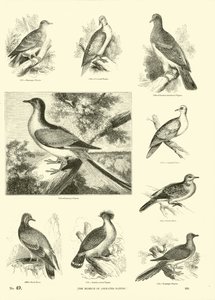 Side fra The Pictorial Museum of Animated Nature af English School