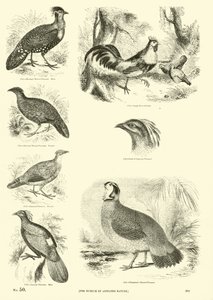 Side fra The Pictorial Museum of Animated Nature af English School