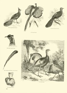 Side fra The Pictorial Museum of Animated Nature