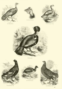 Side fra The Pictorial Museum of Animated Nature