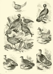 Side fra The Pictorial Museum of Animated Nature af English School