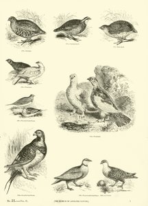 Side fra The Pictorial Museum of Animated Nature af English School