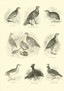 Side fra The Pictorial Museum of Animated Nature