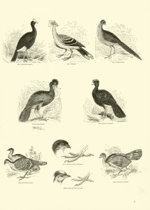 Side fra The Pictorial Museum of Animated Nature
