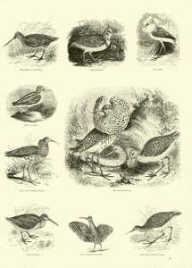 Side fra The Pictorial Museum of Animated Nature af English School