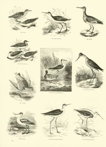 Side fra The Pictorial Museum of Animated Nature af English School