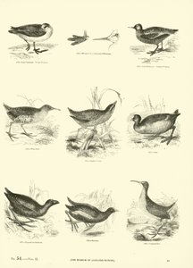 Side fra The Pictorial Museum of Animated Nature af English School