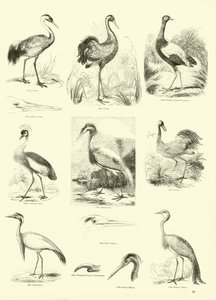 Side fra The Pictorial Museum of Animated Nature