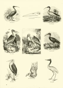 Side fra The Pictorial Museum of Animated Nature