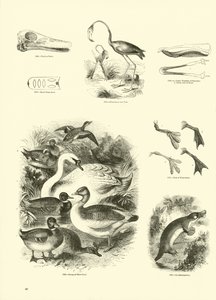 Side fra The Pictorial Museum of Animated Nature