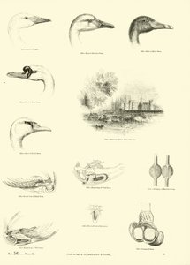 Side fra The Pictorial Museum of Animated Nature af English School