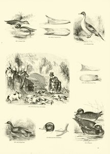 Side fra The Pictorial Museum of Animated Nature af English School