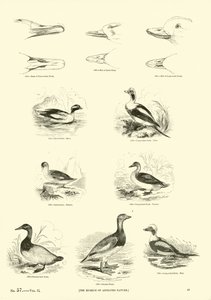 Side fra The Pictorial Museum of Animated Nature af English School