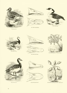 Side fra The Pictorial Museum of Animated Nature