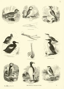 Side fra The Pictorial Museum of Animated Nature