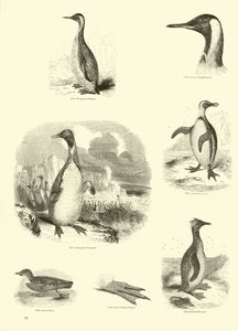Side fra The Pictorial Museum of Animated Nature