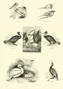 Side fra The Pictorial Museum of Animated Nature af English School