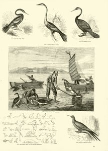 Side fra The Pictorial Museum of Animated Nature af English School