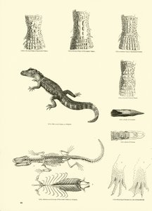 Side fra The Pictorial Museum of Animated Nature af English School