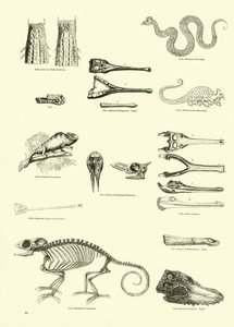 Side fra The Pictorial Museum of Animated Nature af English School
