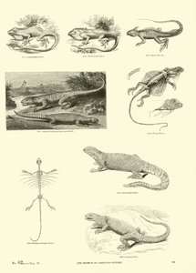 Side fra The Pictorial Museum of Animated Nature af English School