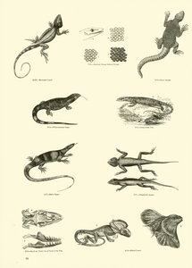 Side fra The Pictorial Museum of Animated Nature af English School