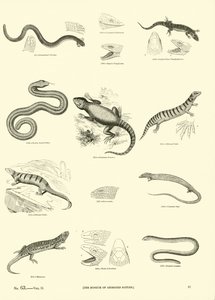 Side fra The Pictorial Museum of Animated Nature