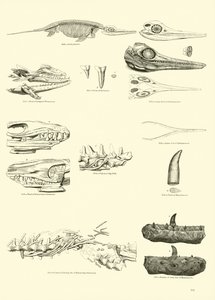 Side fra The Pictorial Museum of Animated Nature af English School