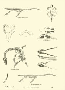 Side fra The Pictorial Museum of Animated Nature af English School