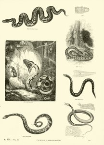 Side fra The Pictorial Museum of Animated Nature af English School