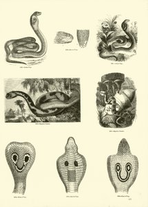Side fra The Pictorial Museum of Animated Nature af English School