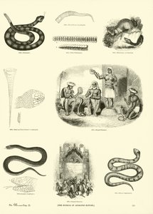 Side fra The Pictorial Museum of Animated Nature af English School