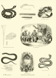 Side fra The Pictorial Museum of Animated Nature af English School